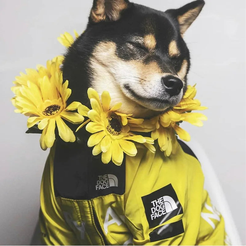 Dog Raincoat and Windbreaker Jacket for Small to Large Breeds, Ideal for French Bulldogs and Chihuahuas